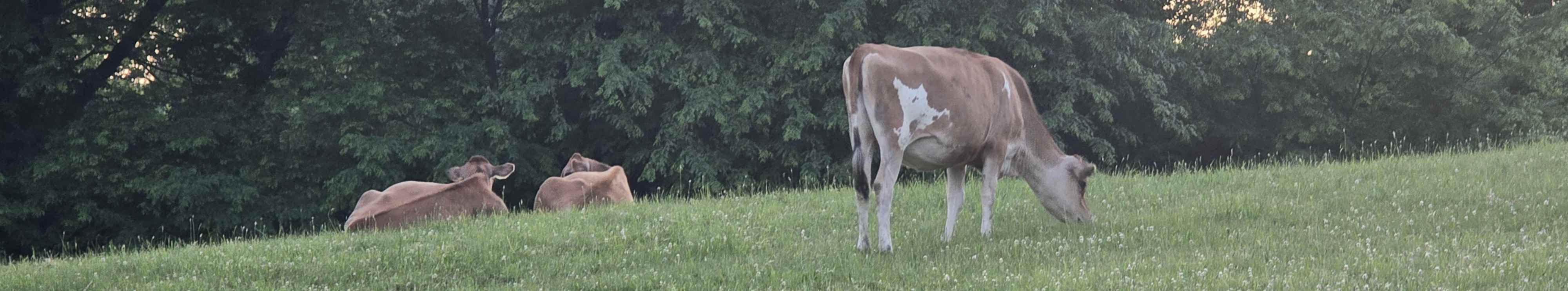 Uhlman's Ice Cream cows